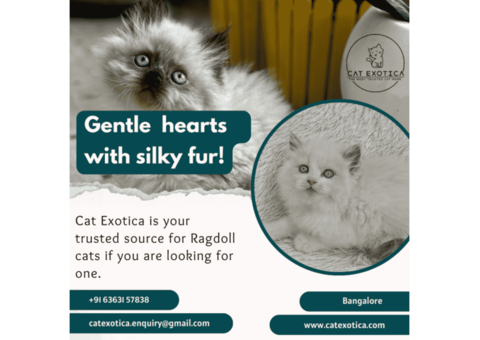 Buy Purebred Ragdoll kittens in Bangalore | Ragdoll Cat in Bangalore