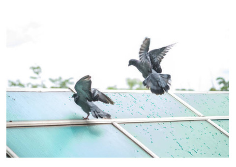 Discover Effective Solar Bird Proofing in Sydney