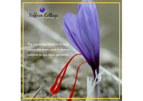 Boost Your Child’s Glow with Saffron Cottage