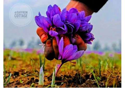 Kashmiri saffron is one of the most expensive