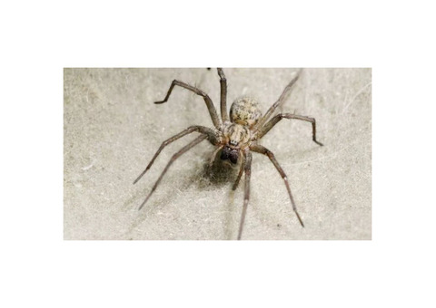 Effective Backyard Spider Control in Michigan