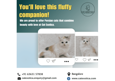 Persian Kittens in Bangalore | Best Persian Cat in Bangalore