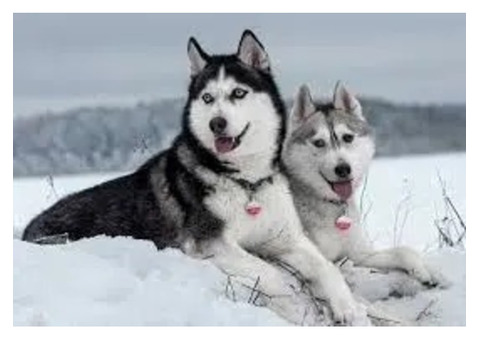 Find Your Perfect Husky Puppy Prices and Tips from PetsFarm Kolkata