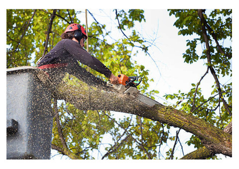 John Thompson Tree Expert LLC | Tree service