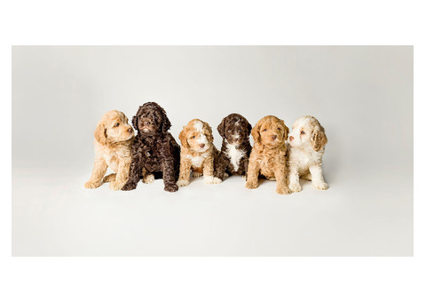 Adorable Australian Labradoodle Puppies Await You!