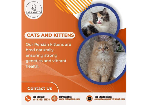 Buy Cats and Kittens for Sale in Bangalore | Cat Exotica