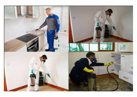 Pushpa pest Provided Best Pest Control Service in Ranchi