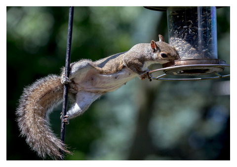 Emergency Wildlife in Attics Removal Services in Norwalk