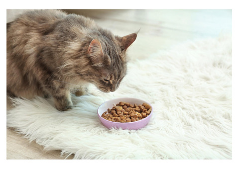 Looking for the Best Natural Cat Food?