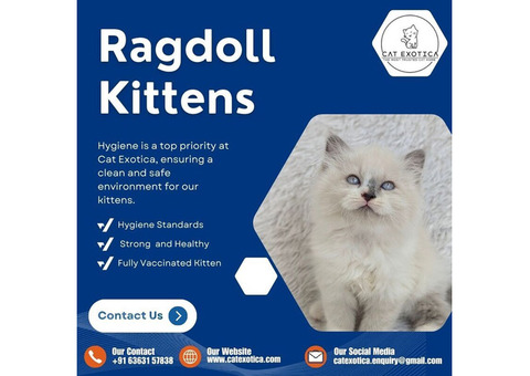 Ragdoll Cat in Bangalore | Find Purebred Ragdoll Kittens