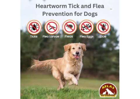 Worm Prevention in Dogs | Atlas Pet Hospital