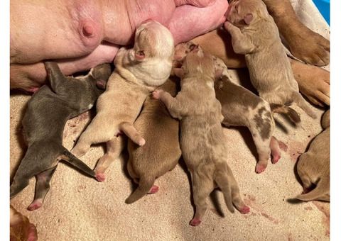 Healthy American Bullies for sale