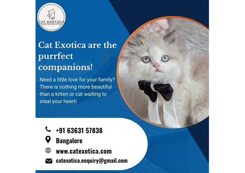 Kittens for Sale in Bangalore | Buy Kittens in Bangalore