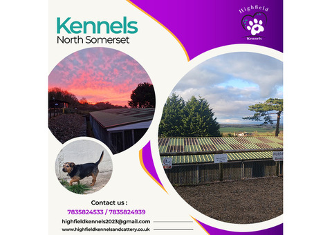 We have the most efficient kennels in North Somerset