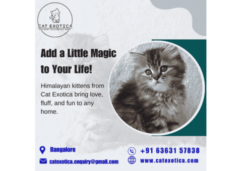 Best Himalayan | Purebred Himalayan Kittens for sale in Bangalore