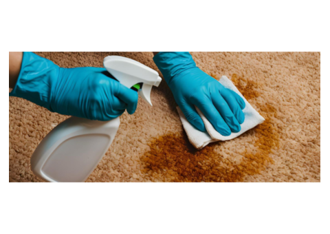 How do you clean vomit out of carpet