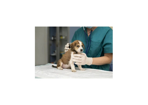 Palm Beach Veterinary Hospital