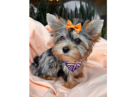 Sweet and Beautiful males Yorkies puppies available.