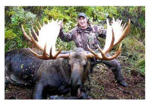 Alaska Moose Hunting