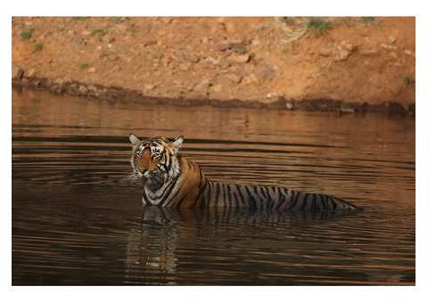 Tiger Safari in Ranthambore National Park