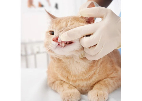 Reliable Cat Dental Care Services in Charleston, SC