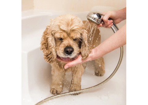 Affordable Dog Grooming Services in North York – Hello Pets Inc.