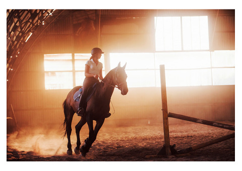 Optimizing Your Riding Arena for Different Equestrian Activities