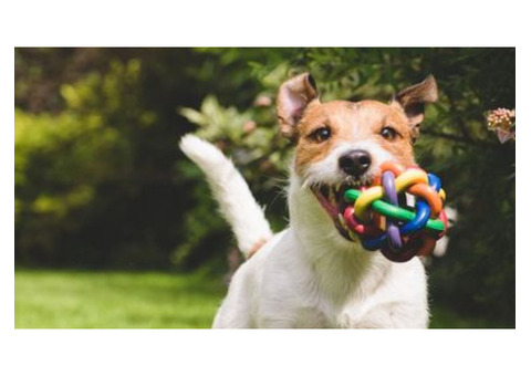 Professional Dog Walker in Hoboken, NJ