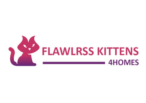 Kittens 4 Homes Brings Beautiful, Healthy Kittens Together