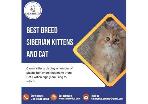 Purebred Siberian Kittens for sale in Bangalore | Cat Exotica