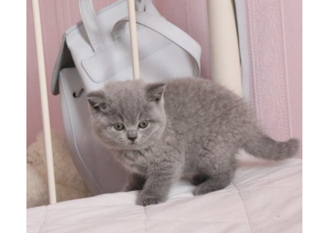 British Shorthair Abby