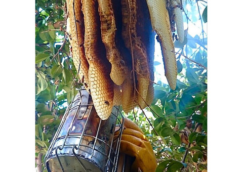 Expert Beehive Removal in Los Angeles