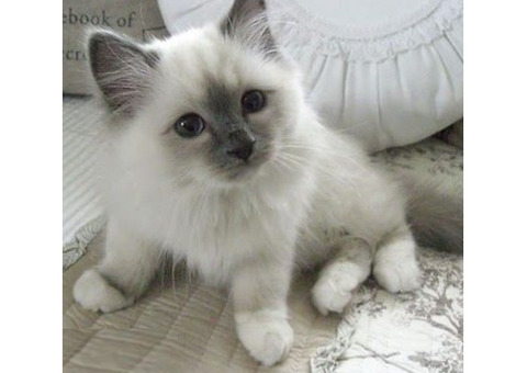 Excellent Ragdoll Kitten Alfie