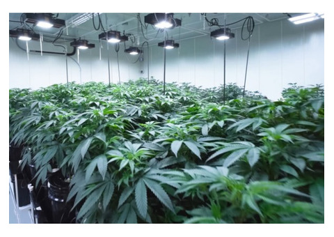 Replace your traditional growroom FRP panels with PVC Panels