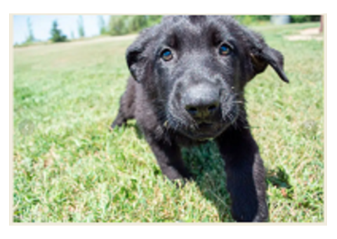 Find Your Forever Friend: German Shepherd Puppies Available Now!