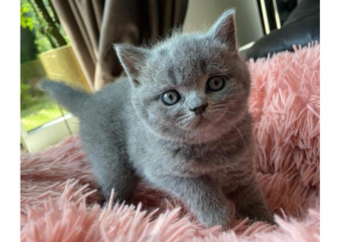 Nice British Shorthair Bella