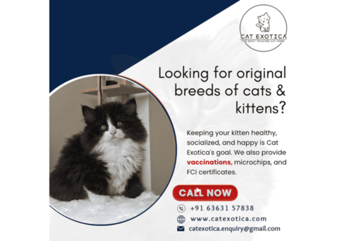 Looking for original breeds of cats & kittens | Cat Exotica