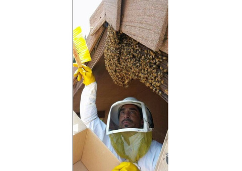 Humane Live Bee Removal Service in Los Angeles