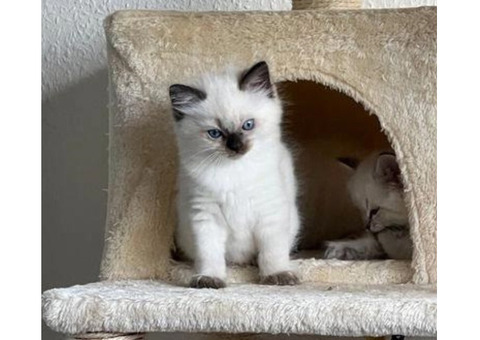 Cute Ragdoll Kitten Bobby