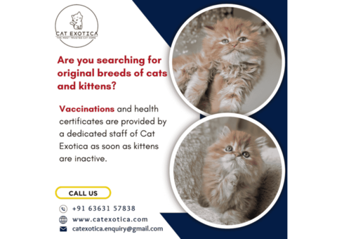 Are you searching for original breeds of cats and kittens?