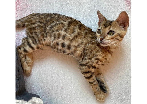 Buy Bengal Kitten Chewbacca