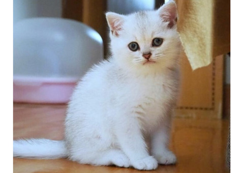 Purchase British Shorthair Cleo