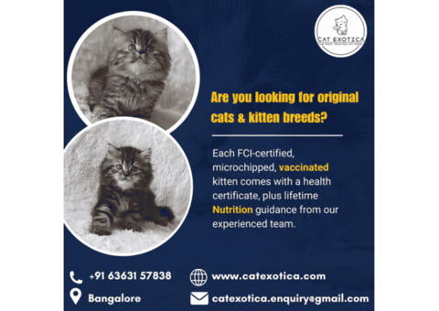 looking for original cats & kitten breeds | Cat Exotica