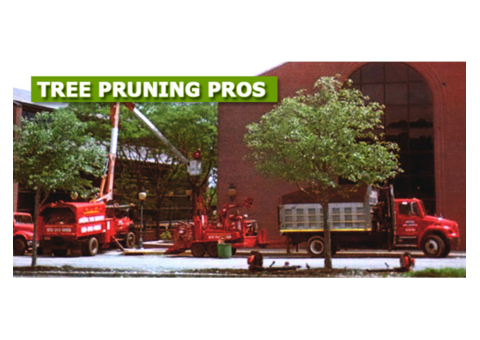 Tree Pruning in NJ