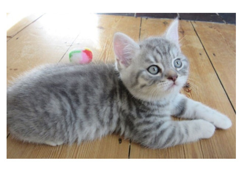 American Shorthair Daisy