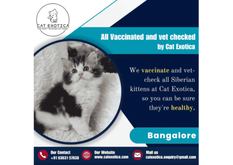 Best Siberian Cat in Bangalore | Cat in Bangalore