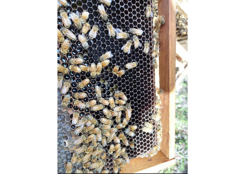 Proper Bee Nutrition will Mean a Healthy Hive