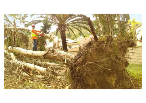 Expert Home Tree Clearing in San Diego Starts with Cortez Tree Care