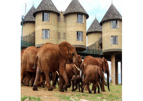 Mombasa Safari and Beach Holiday – Discover Kenya's Wonders