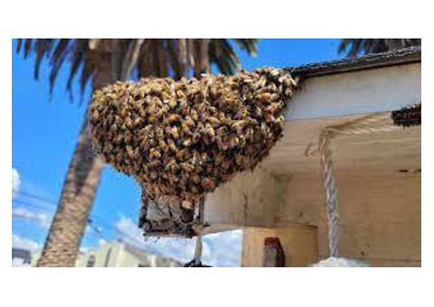 Expert Bee Relocation Services Available in Los Angeles